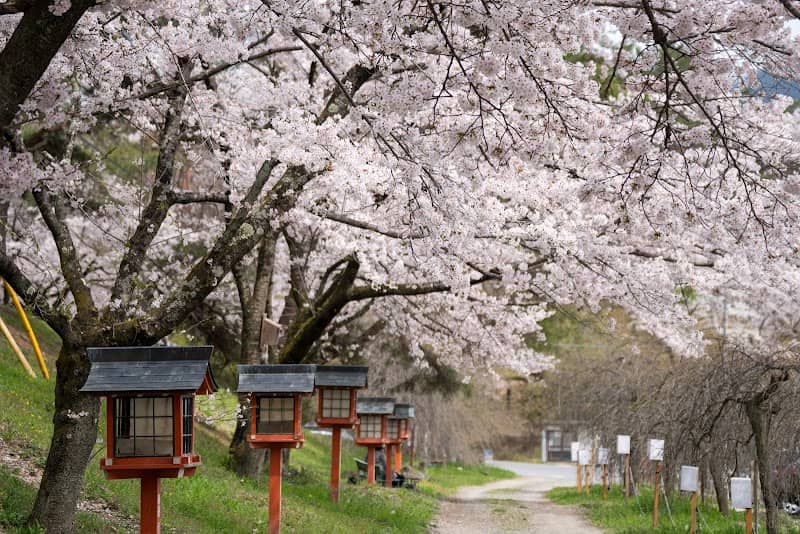 通り抜けの桜(里桜の丘) - Image 1