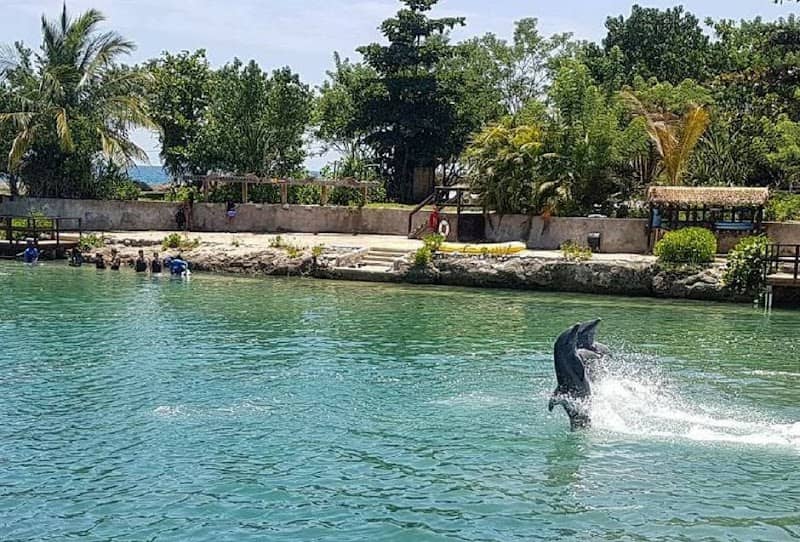 Dolphin Cove Montego Bay - Image 1
