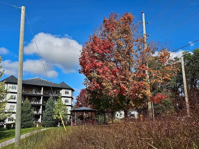 Salmon Ladder - Image 1