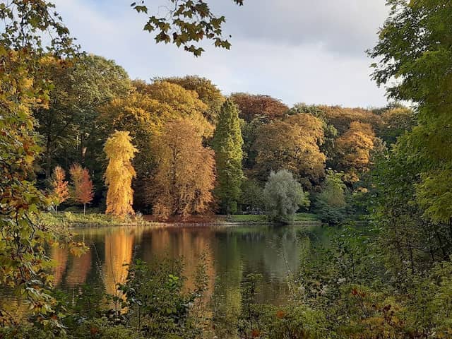 Rombergpark Botanical Garden - Image 3