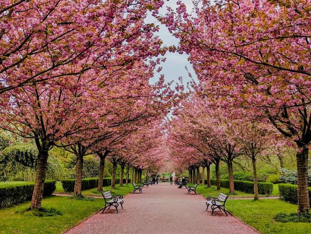 Rombergpark Botanical Garden - Image 2