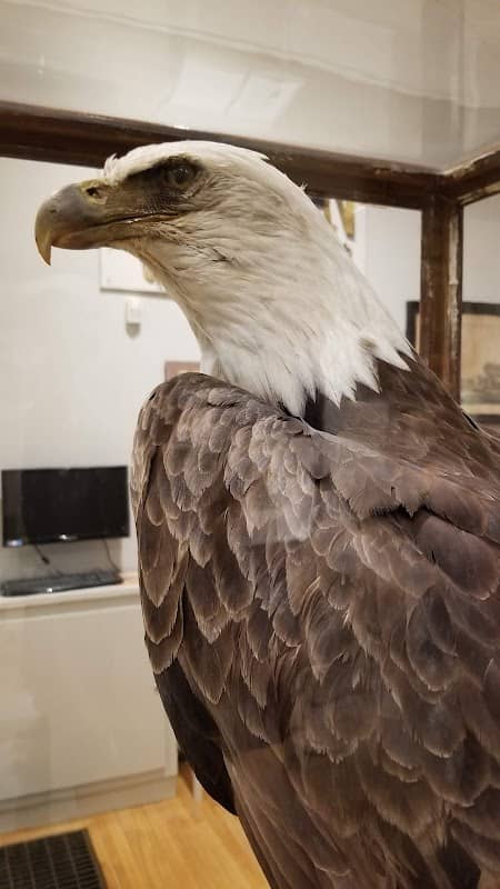 Saco Museum - Image 2