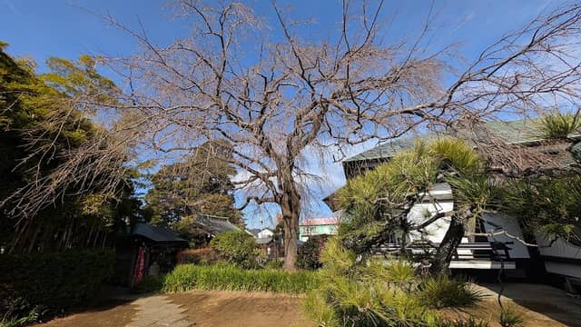 横浜市名木古木指定 シダレザクラ - Image 1