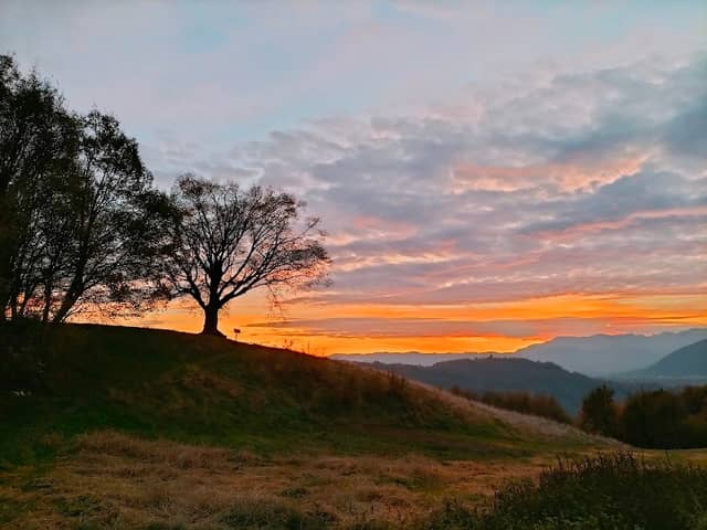 Carpino nero di Piani, Albero monumentale - Image 1