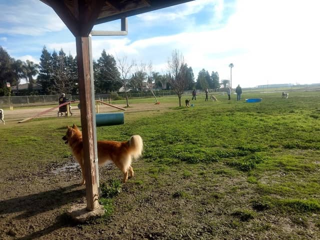 Hall Park Off Leash Dog Park - Image 1