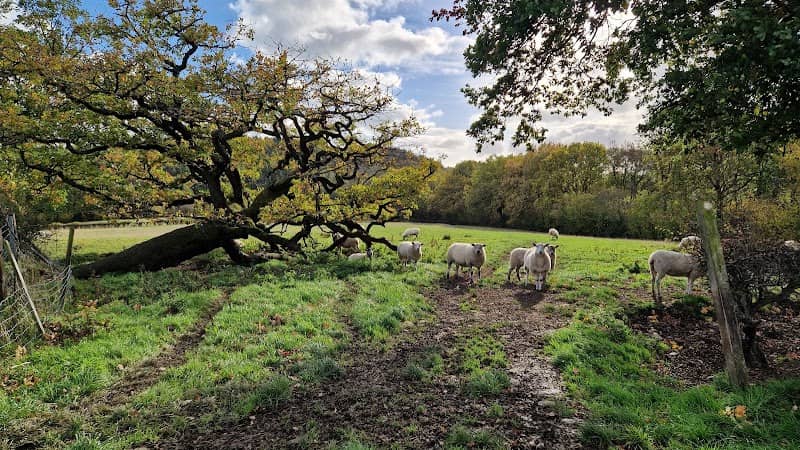 The Sleeping Tree - Image 1