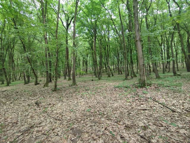 Pădurea Bejan - Image 1