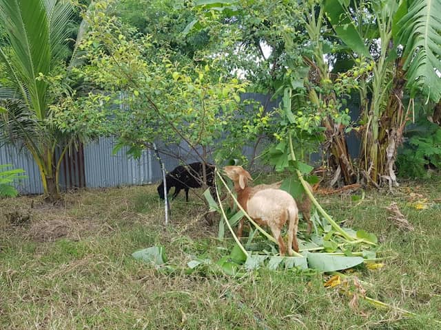 พรีเมี่ยม ฟาร์ม - Image 1