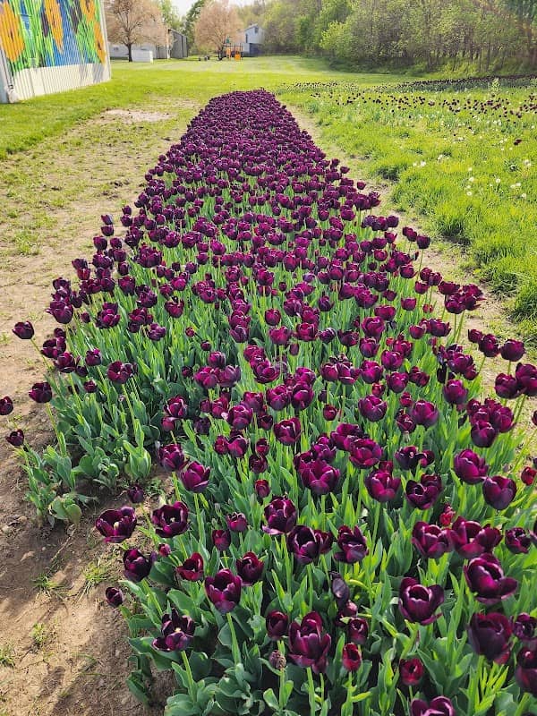 Black Tulip Field by Kat Von D - Image 2