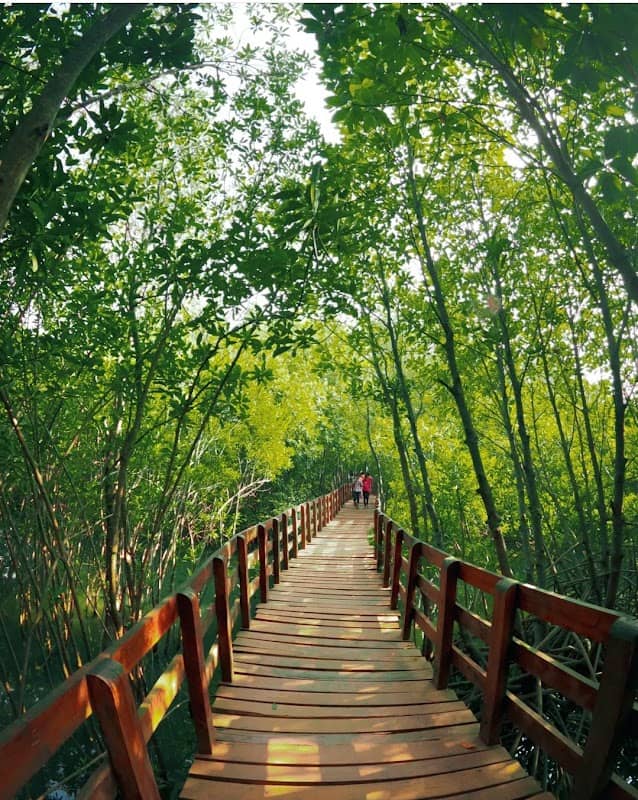 Sharavathi Kandla Mangrove Boardwalk - Image 1