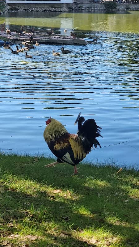 Parque da Cidade do Barreiro - Image 2
