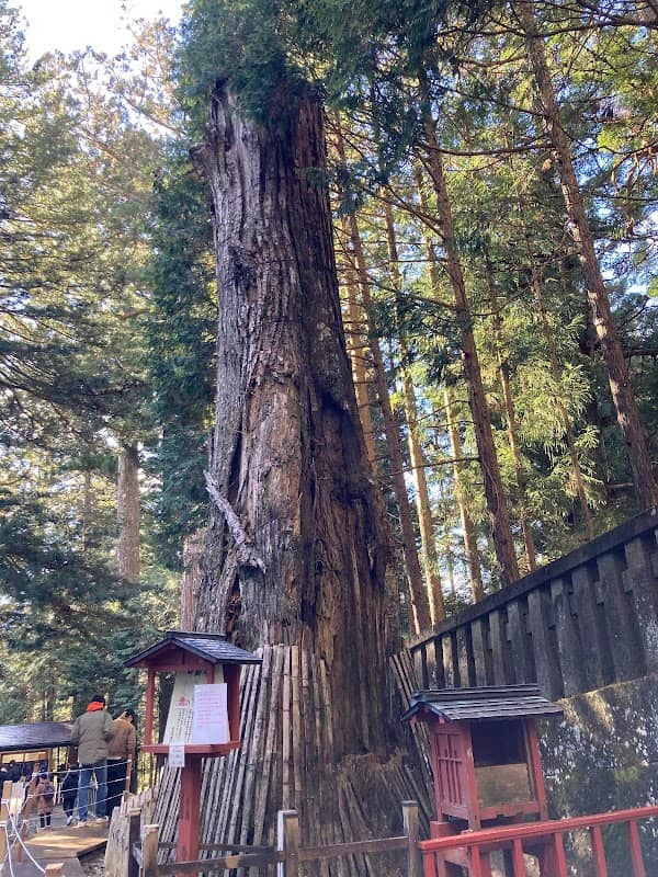 Wish-Granting Tree - Image 1