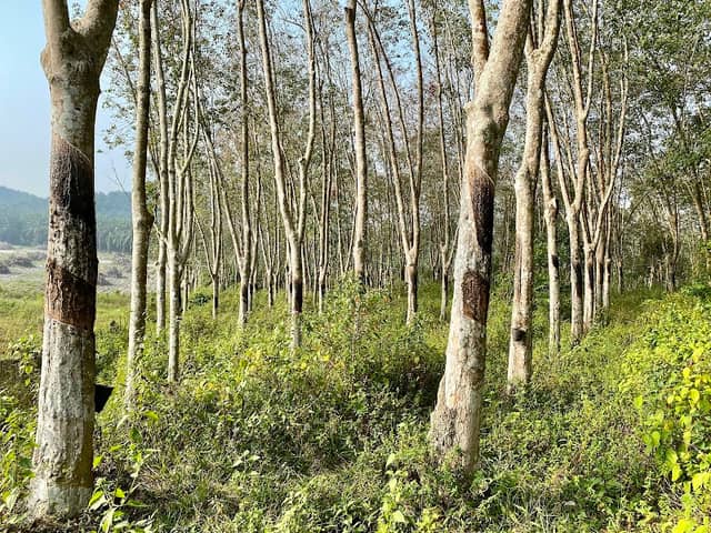 Yew Rubber - Image 1