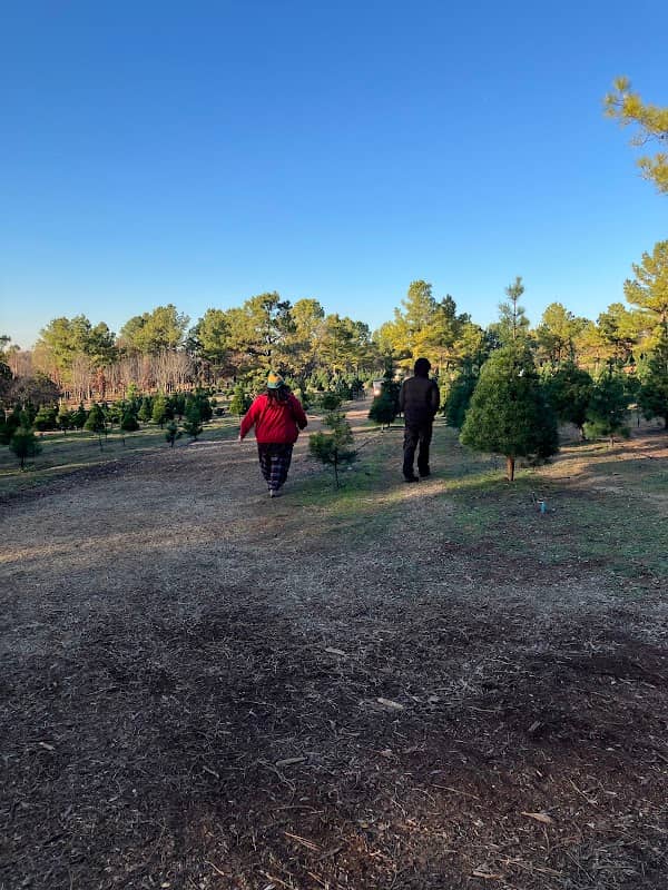 Sorghum Mill Christmas Tree - Image 2