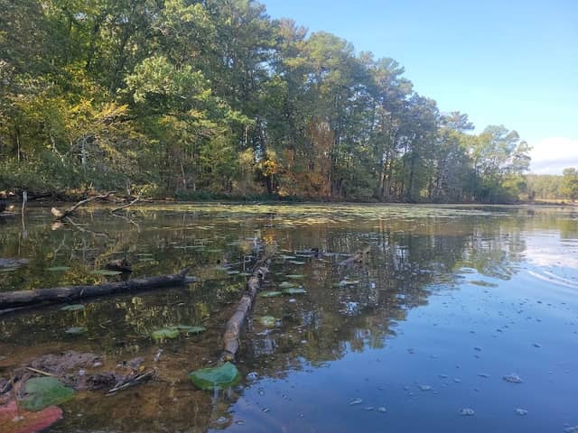 White lily cove - Image 2
