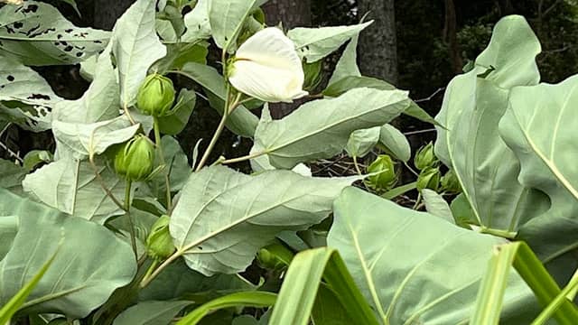 White lily cove - Image 1