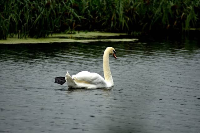 Barnes Meadow - Image 2