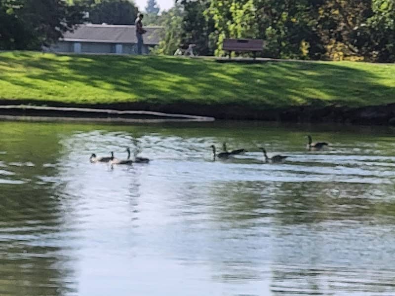 Goose Island - Image 3