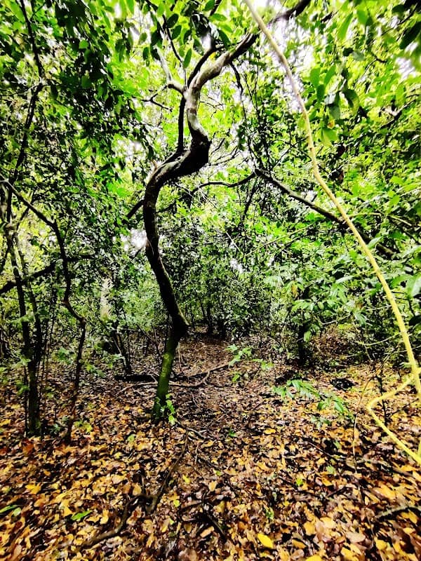 EDAYILAKKAD FOREST - Image 3