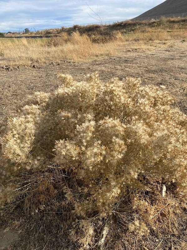 Libby Middle School Plant Restoration - Image 2