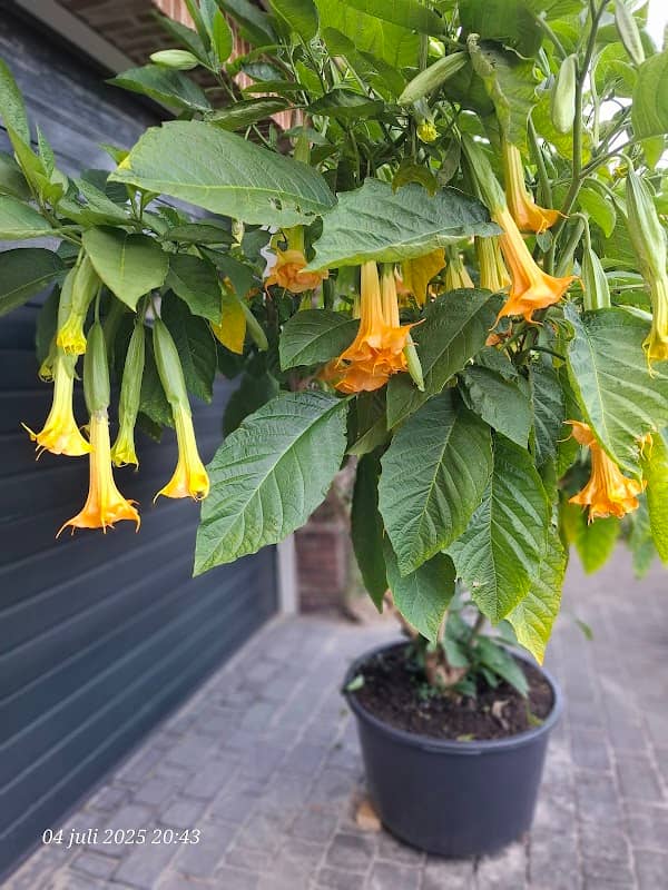 Brugmansia 🌺 - Image 2