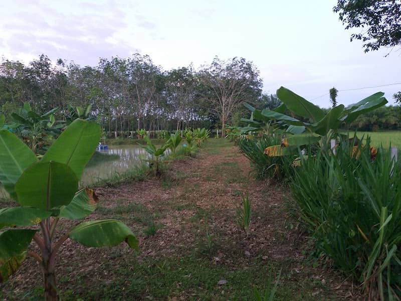 โคกหนองนาวรากร - Image 2