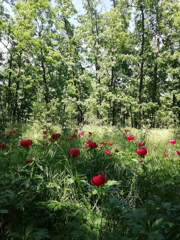 Troianul Forest - Image 1