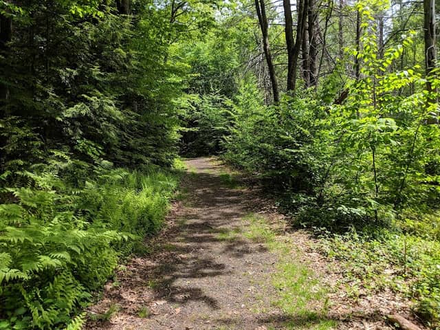 Cadwell Memorial Forest - Image 2