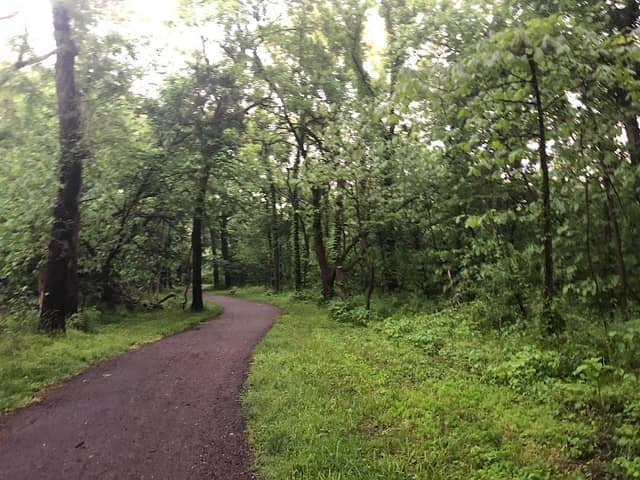 Firefly Forest - Image 3