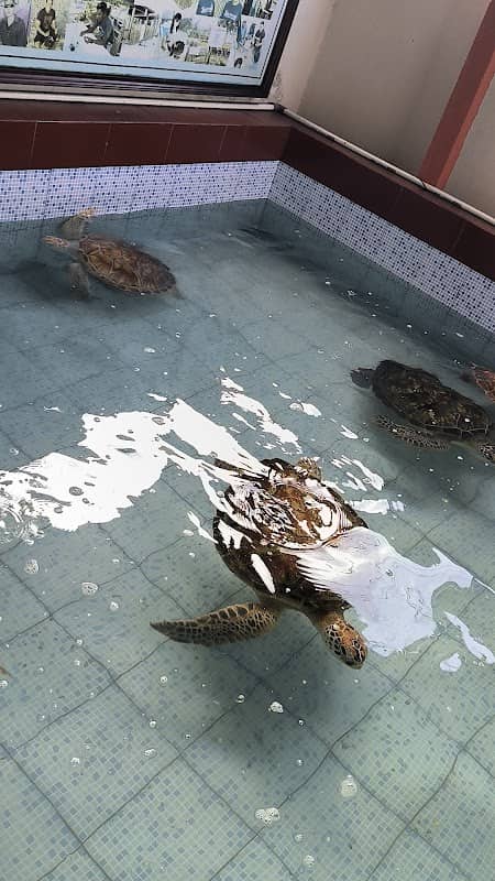 Bali Turtle Conservation - Image 2