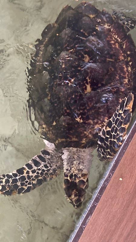 Bali Turtle Conservation - Image 1