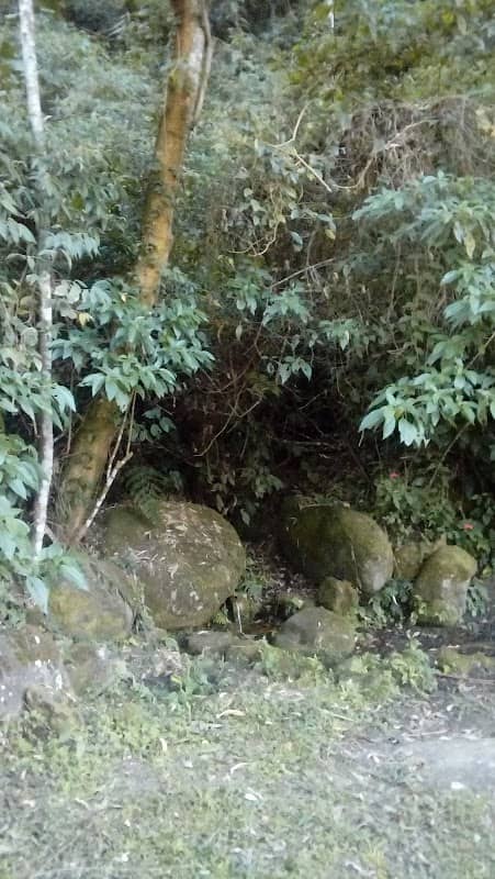 Floresta da sadia - Image 1