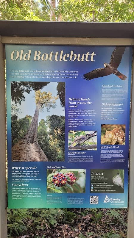 'Old Bottlebutt' (Red Bloodwood tree) - Image 2