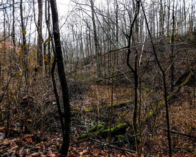 Hornbeam Nature Preserve - Image 1