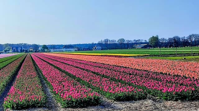 Lisse - Image 3