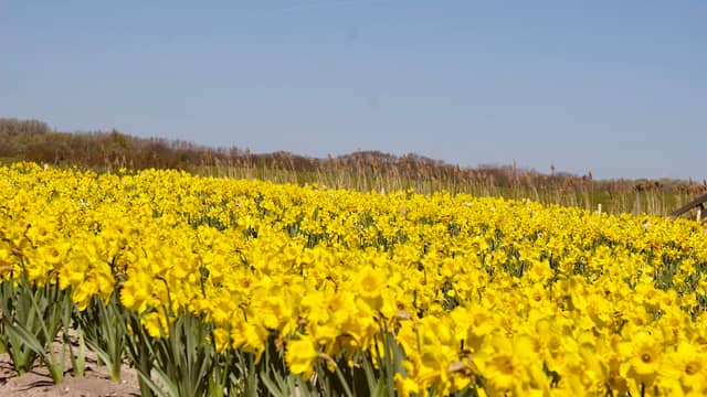 Lisse - Image 2