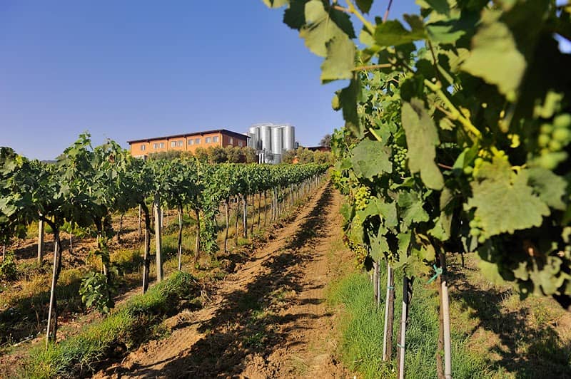 Cantine Bonacchi Spa - Image 1