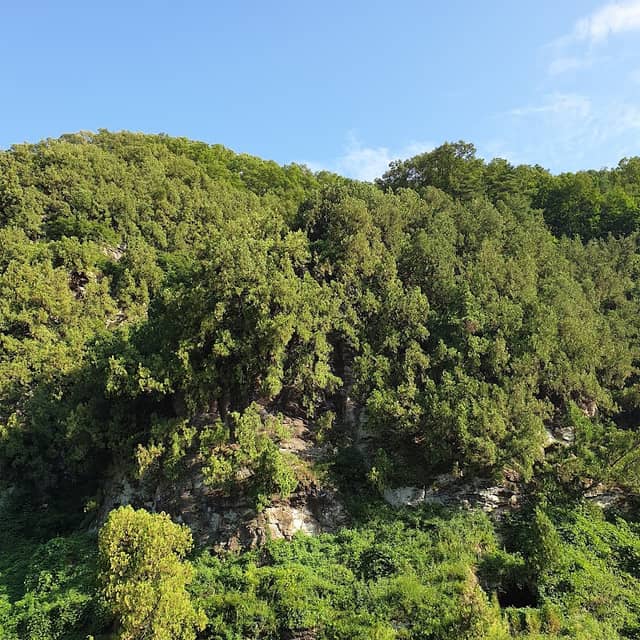 Dodong Thuja Forest - Image 1