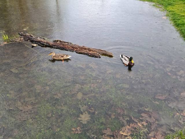 Addison Howard Park Wildlife Pond - Image 1