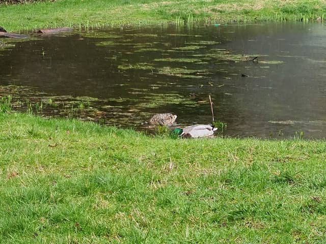 Addison Howard Park Wildlife Pond - Image 2