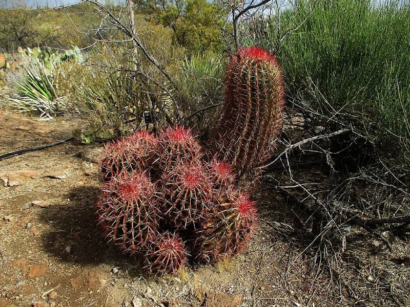 Chihuahua Desert Loop - Image 2