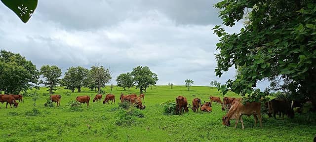 Jhilpi gittikhadan jungle - Image 1