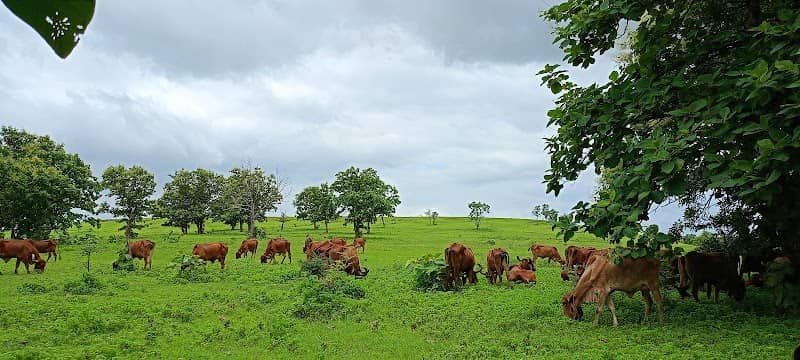 Jhilpi gittikhadan jungle - Image 1
