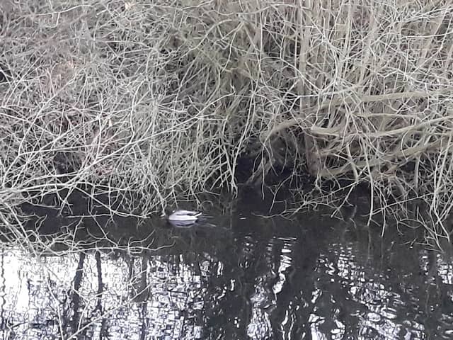 Leatherhead Common - Image 2