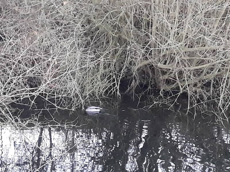 Leatherhead Common - Image 1