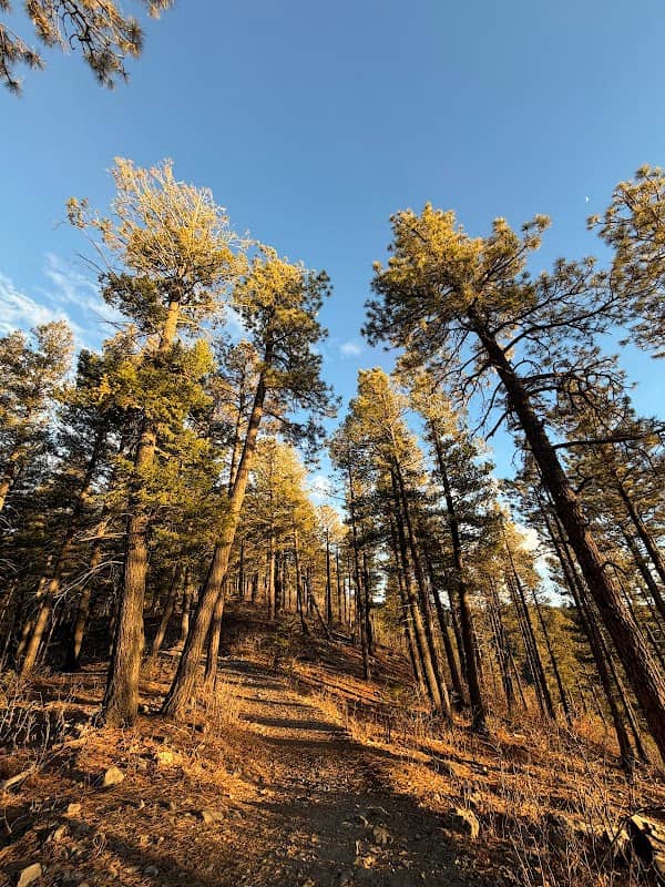 Lincoln National Forest - Image 1