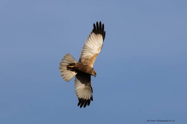 Abbey Farm, Bird Hide - Image 1