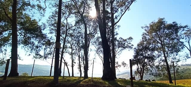 Floresta Encantada - Image 1