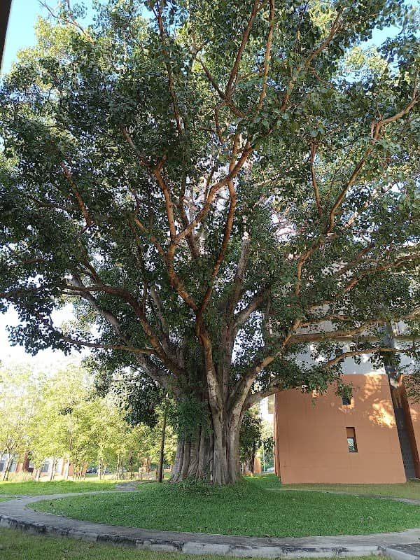 Big Old Tree - Image 1