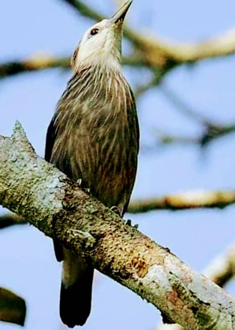 Bird Sanctuary - Image 1